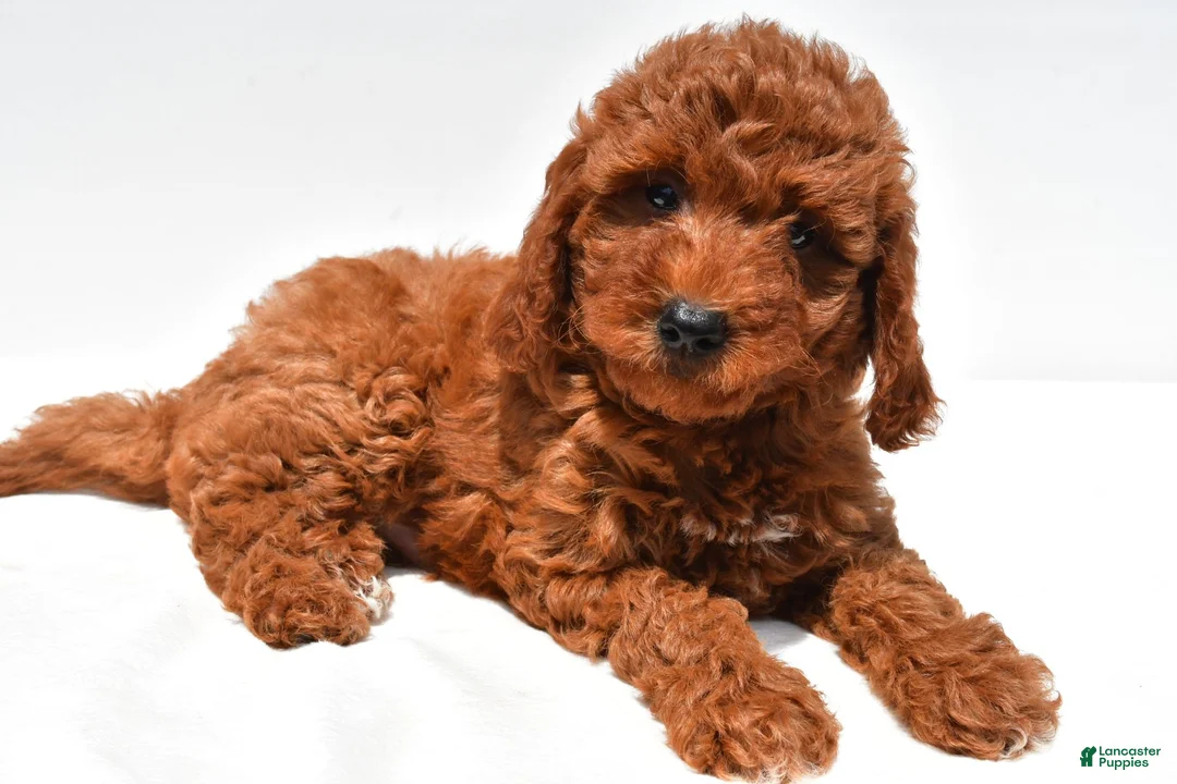 Mini Goldendoodle dogs for sale: Sammy - Ad 1