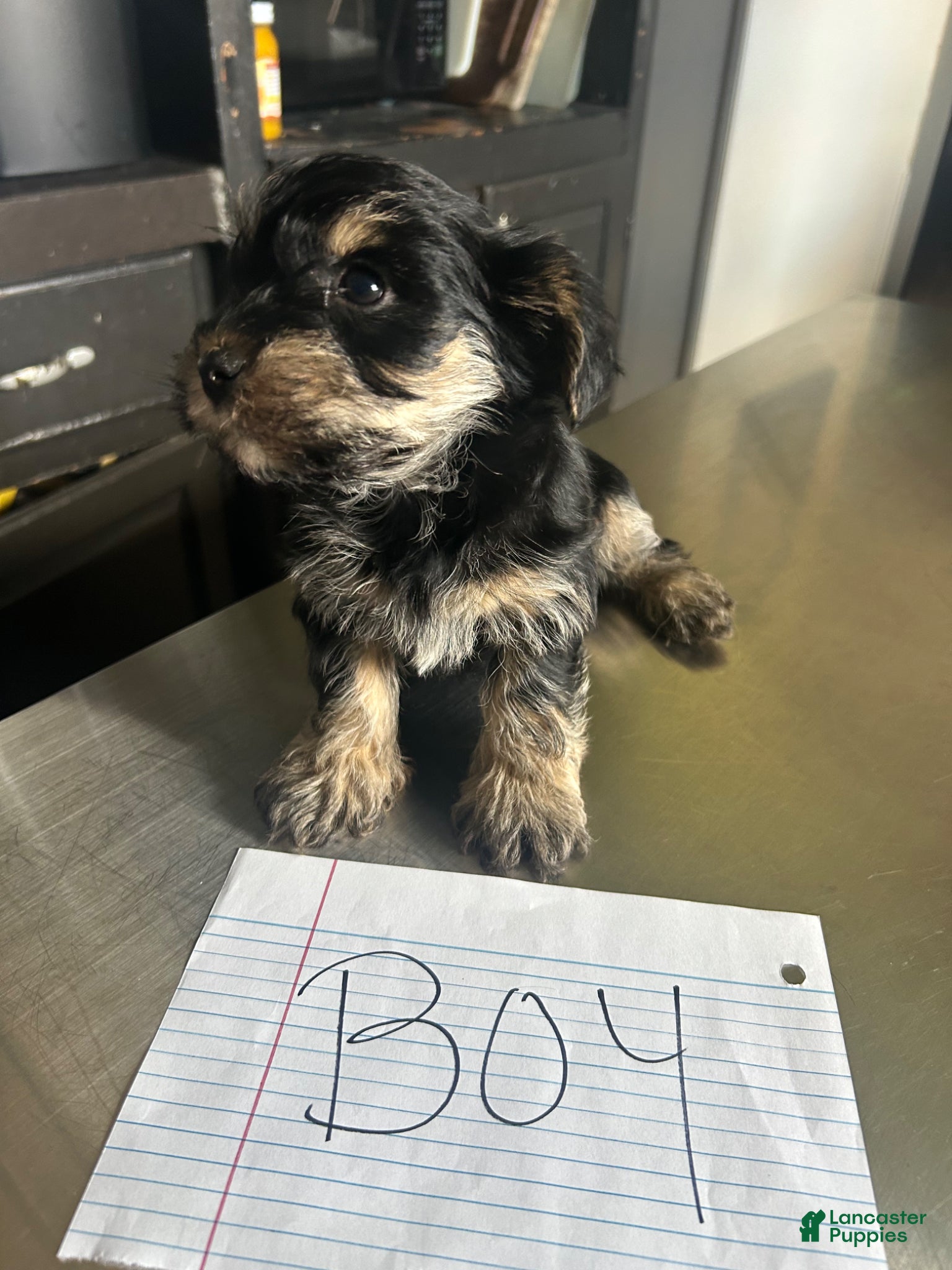 Mixed Breed dogs Mixed Breed Puppy 1 - Ad 21