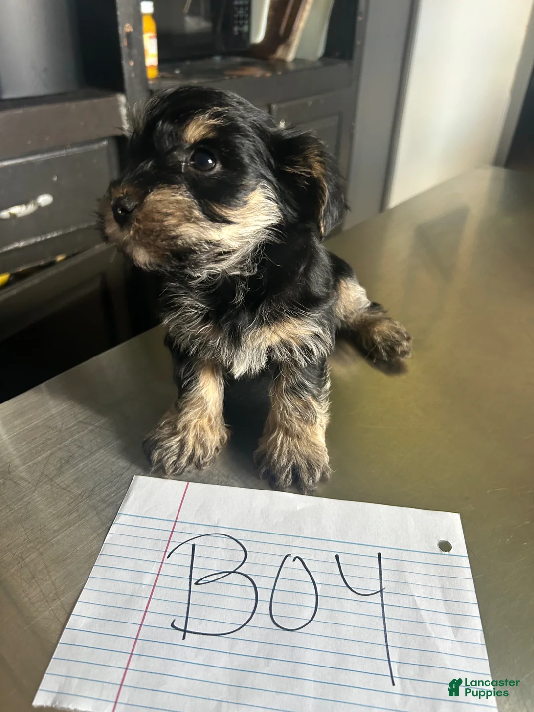 Mixed Breed dogs for sale: Mixed Breed Puppy 1 - Ad 1