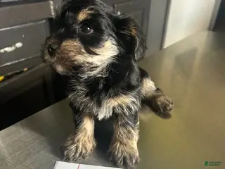 Mixed Breed dogs Mixed Breed Puppy 1 - Ad 21