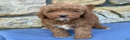 Miniature Poodle dogs for sale: Mabel - Ad 15