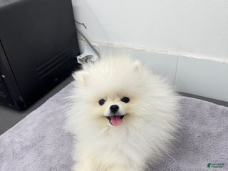 Pomeranian dogs Teodoro korean - Ad 8