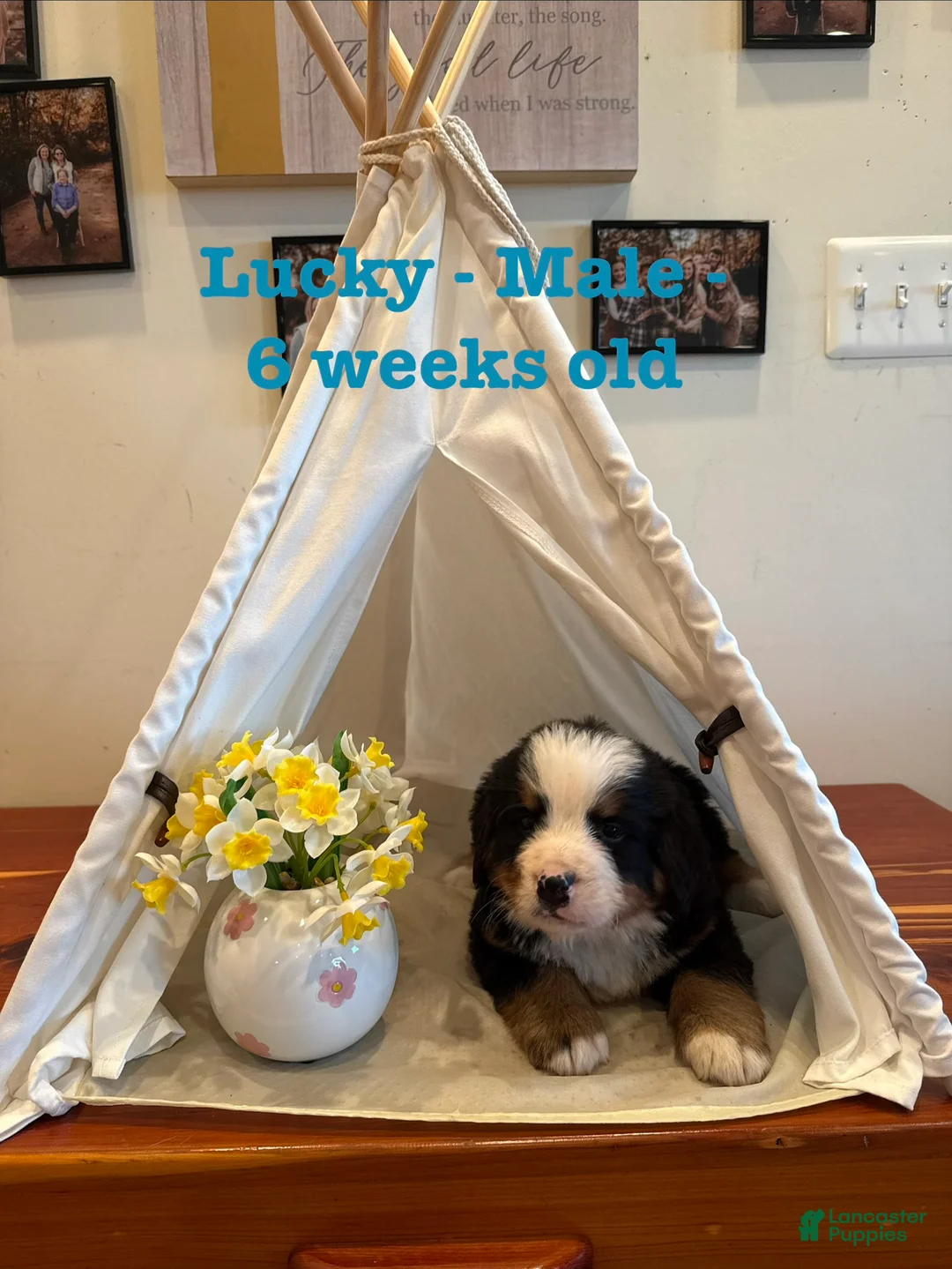 Bernese Mountain Dog dogs for sale: Lucky - Ad 2