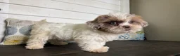 Shihpoo dogs for sale: Cinderella  - Ad 12