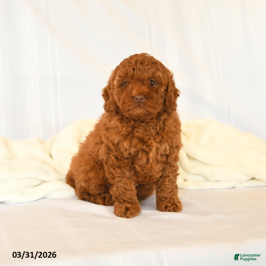 Miniature Poodle dogs for sale: Gracie - Ad 3