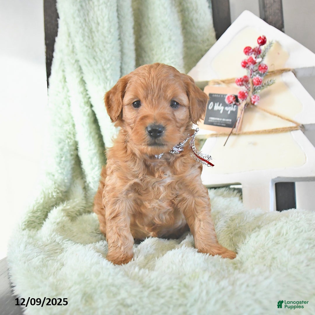 Mini Goldendoodle dogs for sale: Brock  - Ad 4