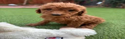 Standard Poodle dogs for sale: Daisy - Ad 4