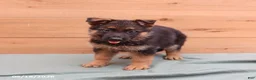 German Shepherd dogs for sale: Gypsy - Ad 5