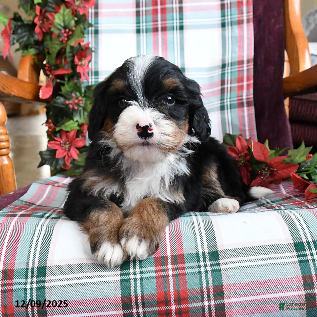 Bernedoodle dogs for sale: Cruiser - Ad 2