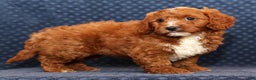 Mini Goldendoodle dogs for sale: Dolly - Ad 2