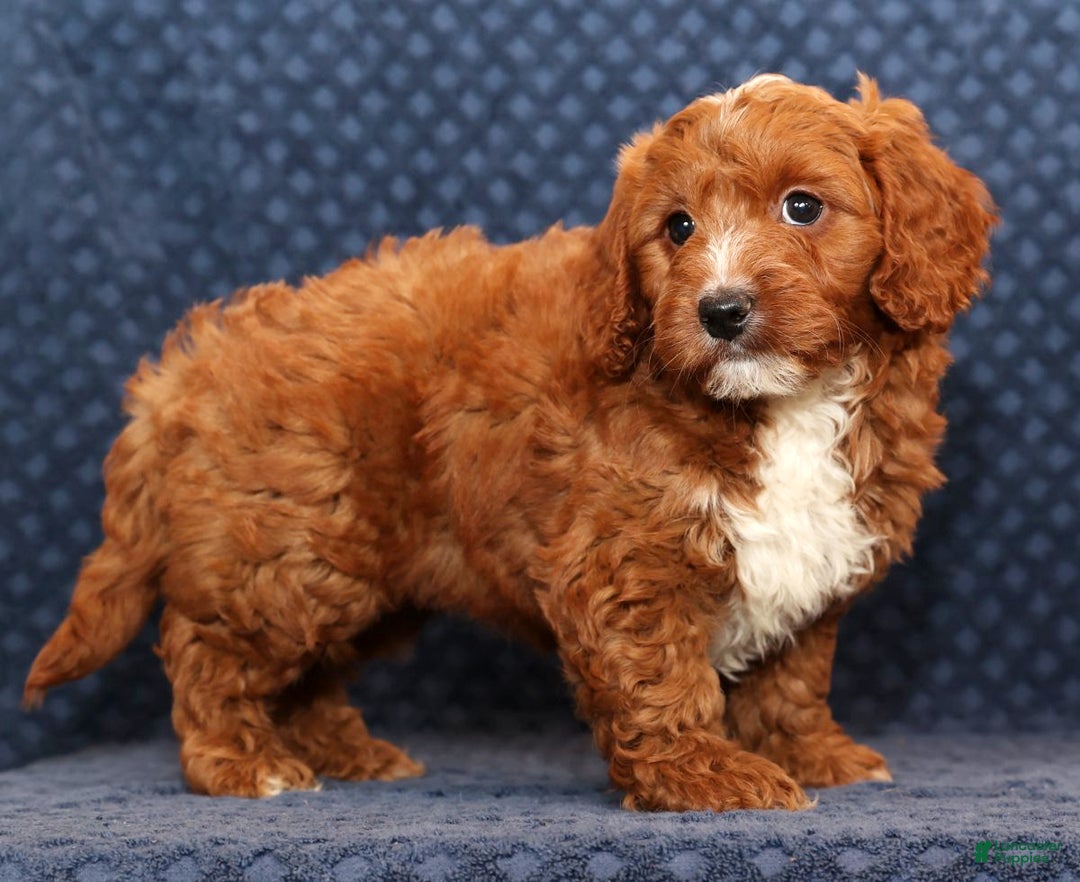 Mini Goldendoodle dogs for sale: Dolly - Ad 2
