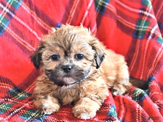 Teddy Bear dogs - Ad 15