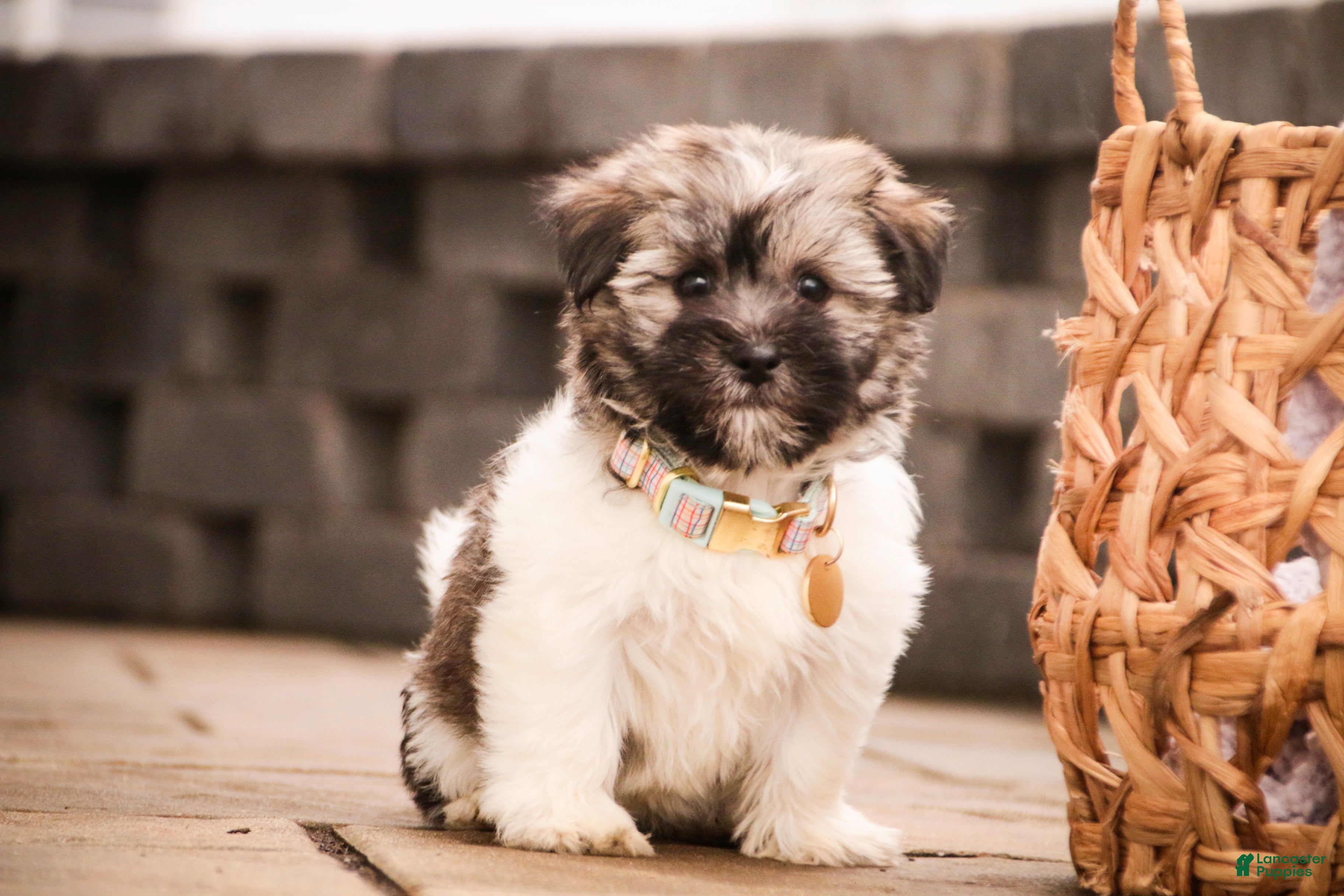 Havanese dogs Sugar - Ad 25