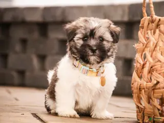 Havanese dogs Sugar - Ad 13