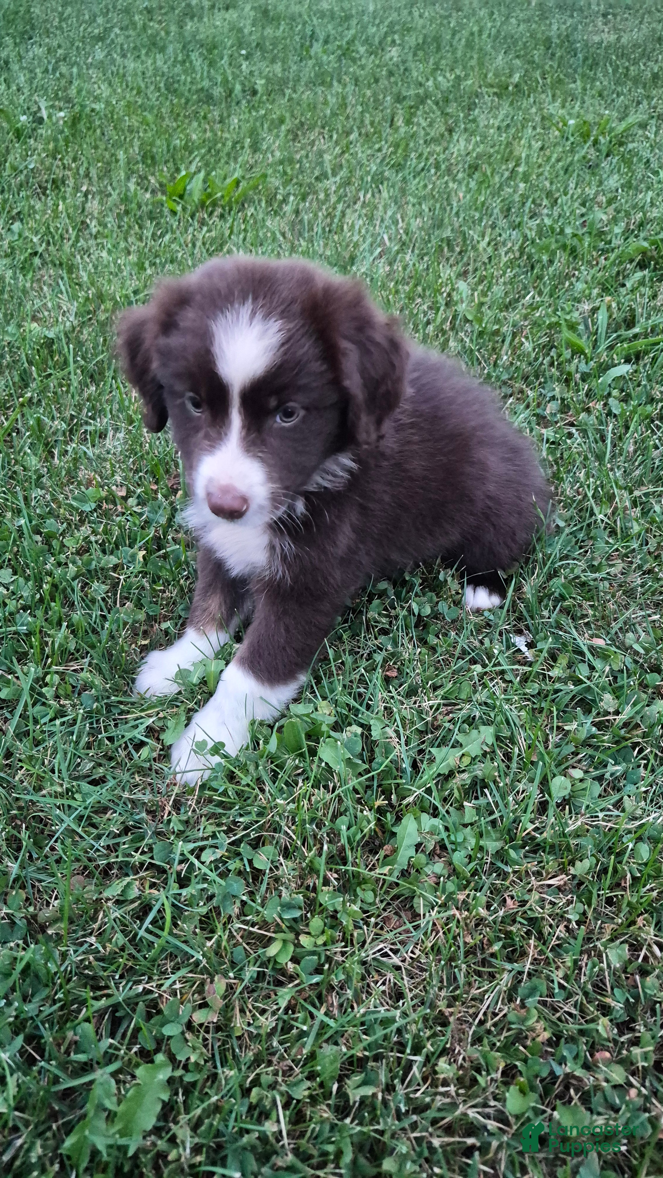 Australian Shepherd dogs Matty Mae, A.S. 10 - Ad 2