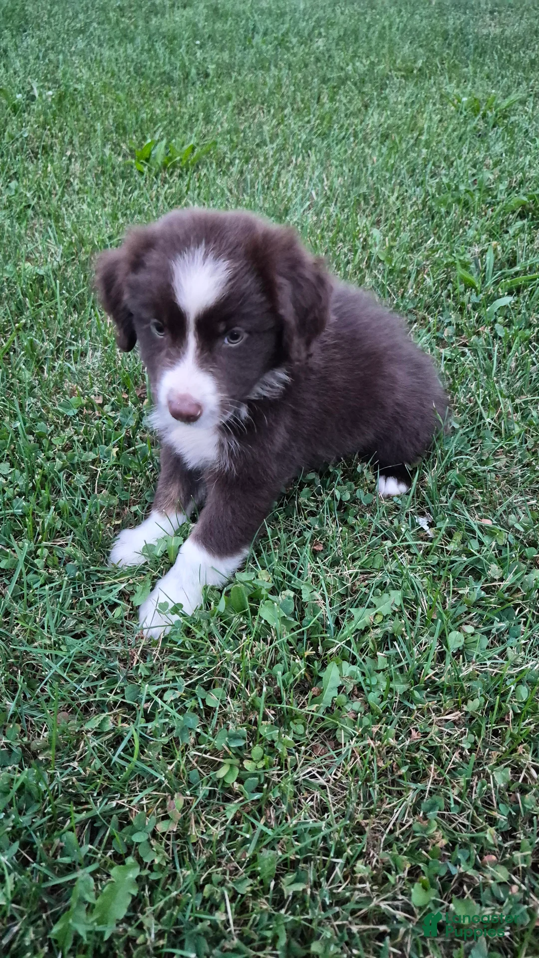 Australian Shepherd dogs for sale: Matty Mae, A.S. 10 - Ad 2