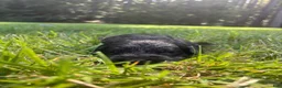 Goldendoodle dogs for sale: Slate - Ad 3