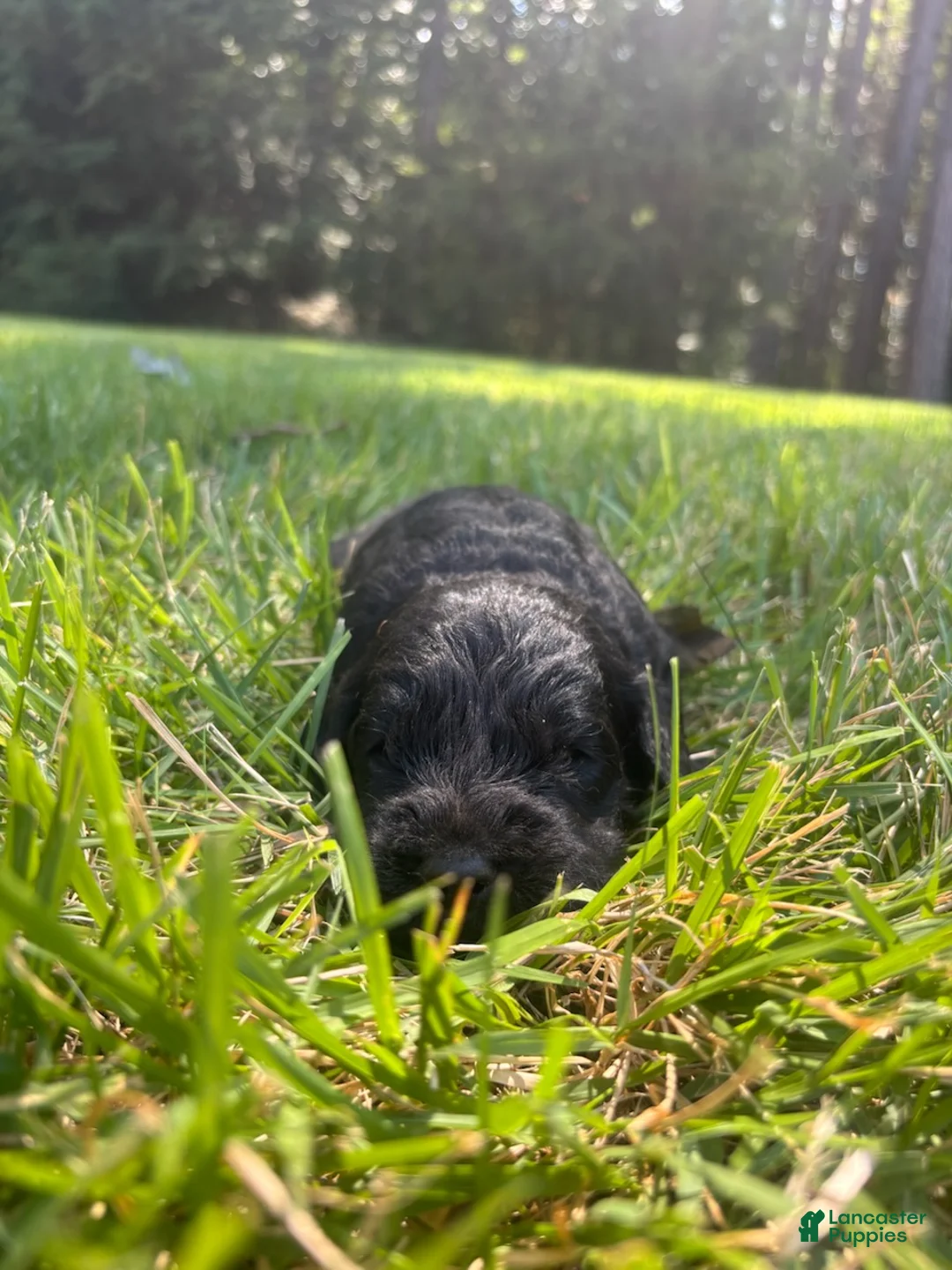 Goldendoodle dogs for sale: Slate - Ad 3