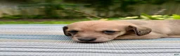 Dachshund dogs for sale: Dachshund 2 - Ad 5