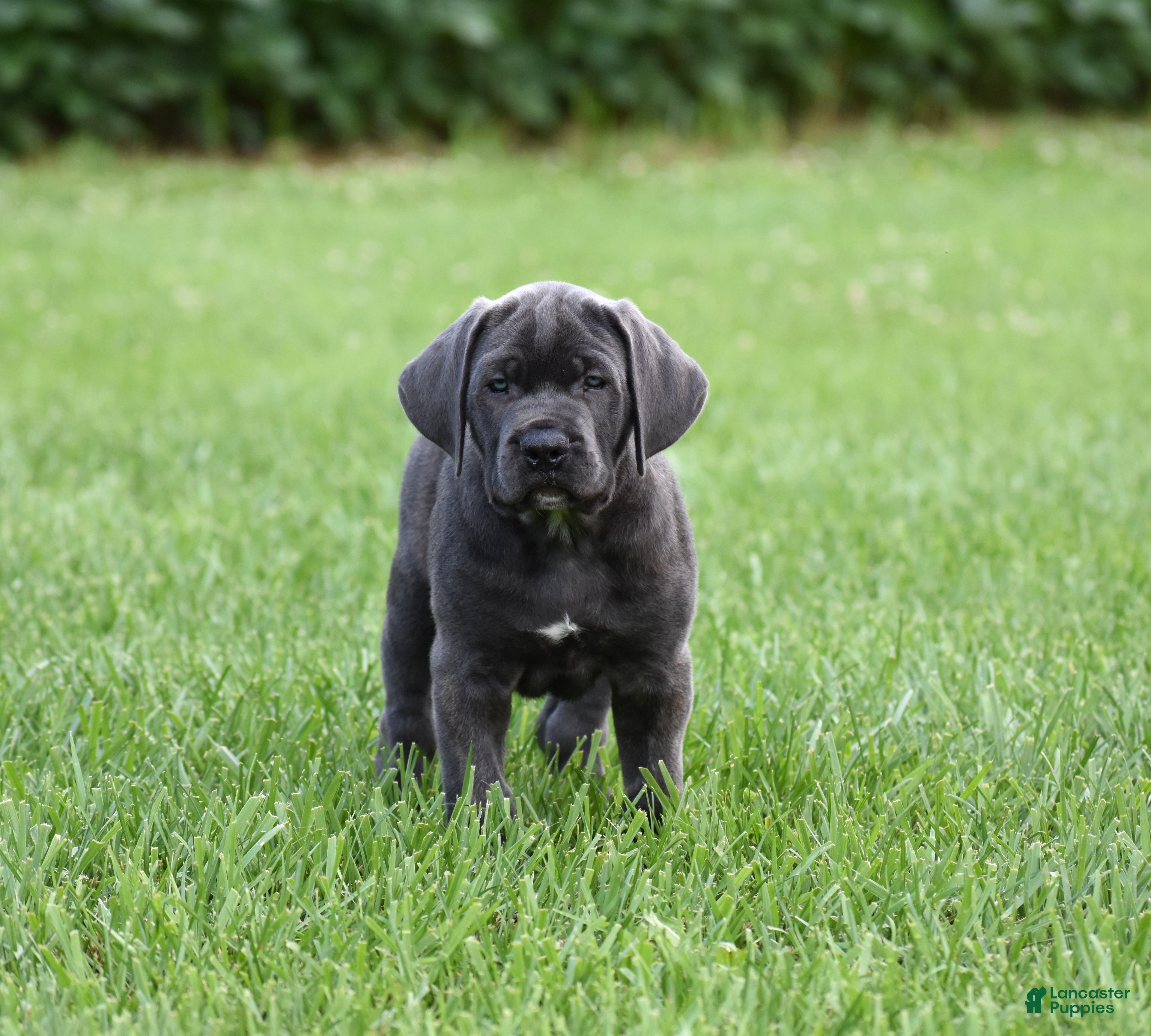 Cane Corso dogs Apollo - Ad 2
