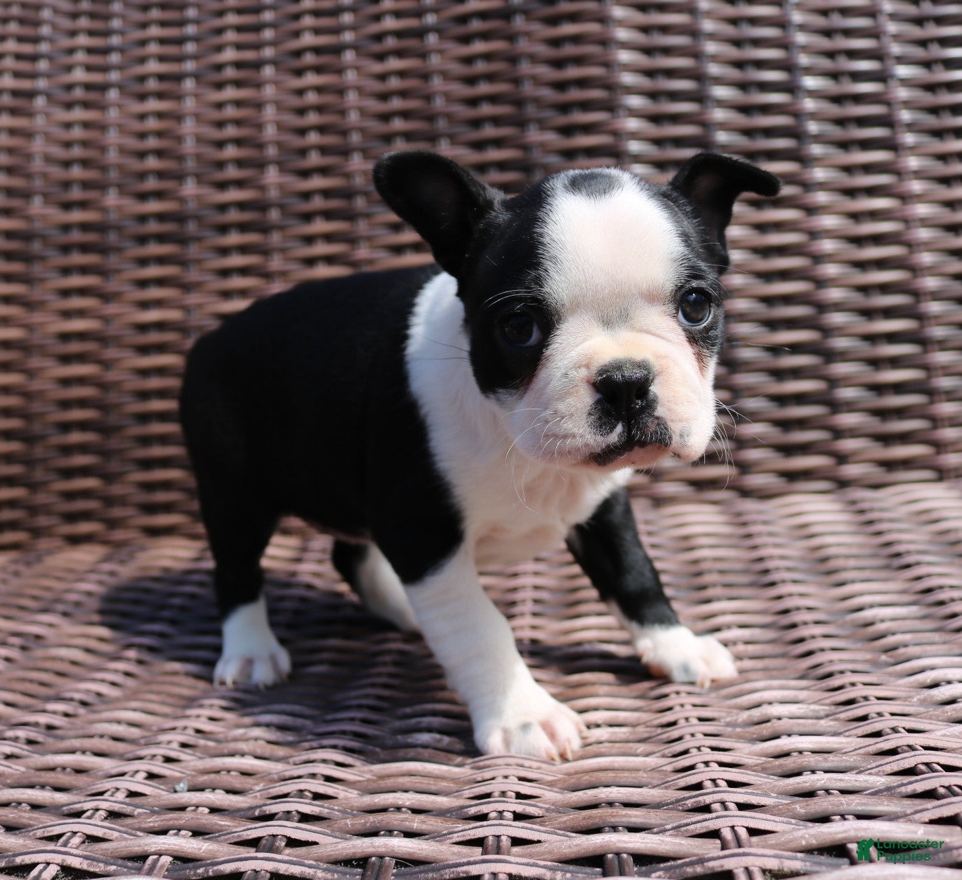 Boston Terrier dogs Carly - Ad 1