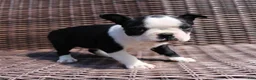 Boston Terrier dogs for sale: Carly - Ad 1