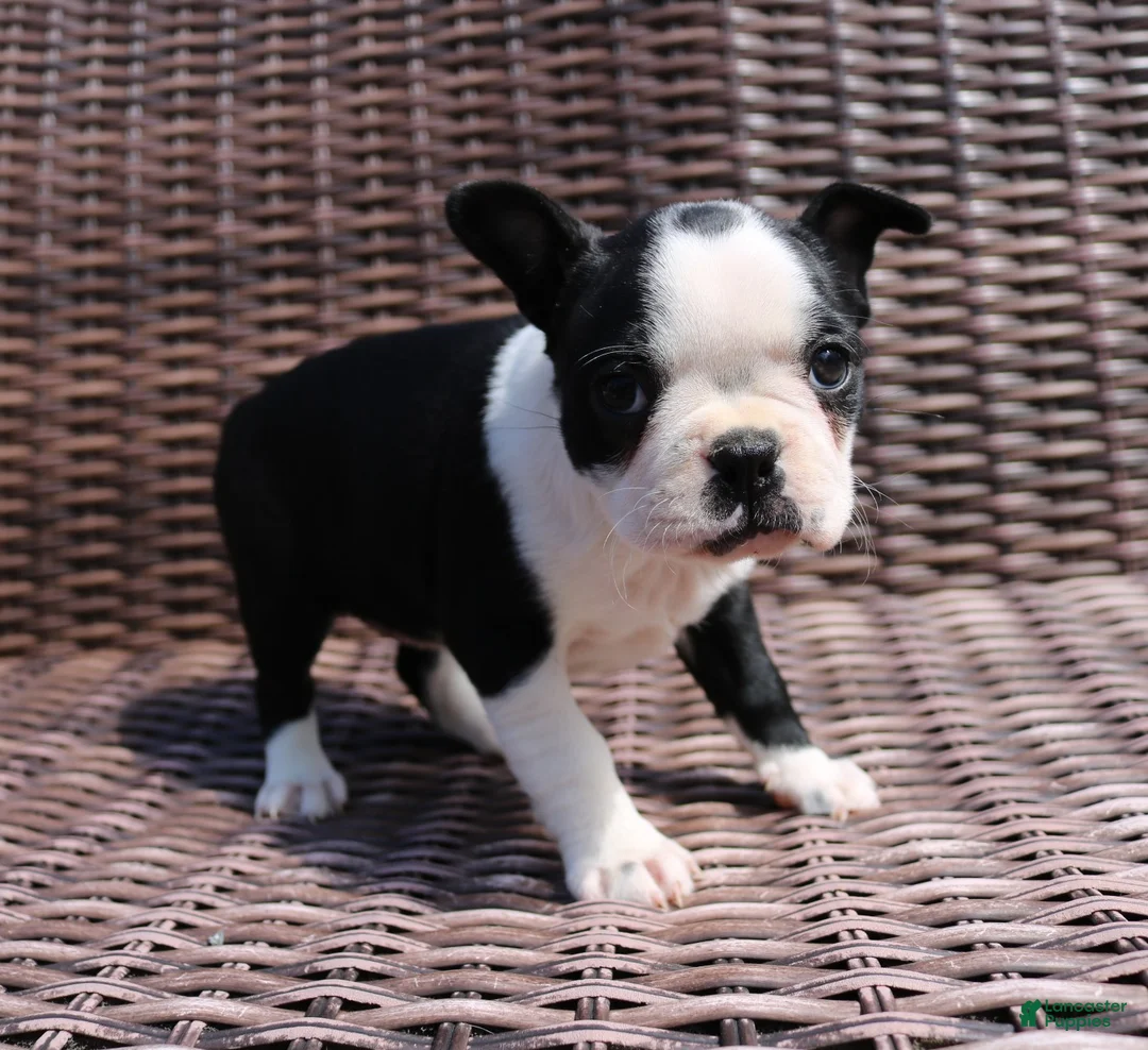 Boston Terrier dogs for sale: Carly - Ad 1