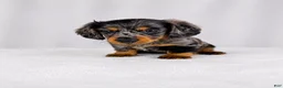 Miniature Dachshund dogs for sale: Gem - Ad 6
