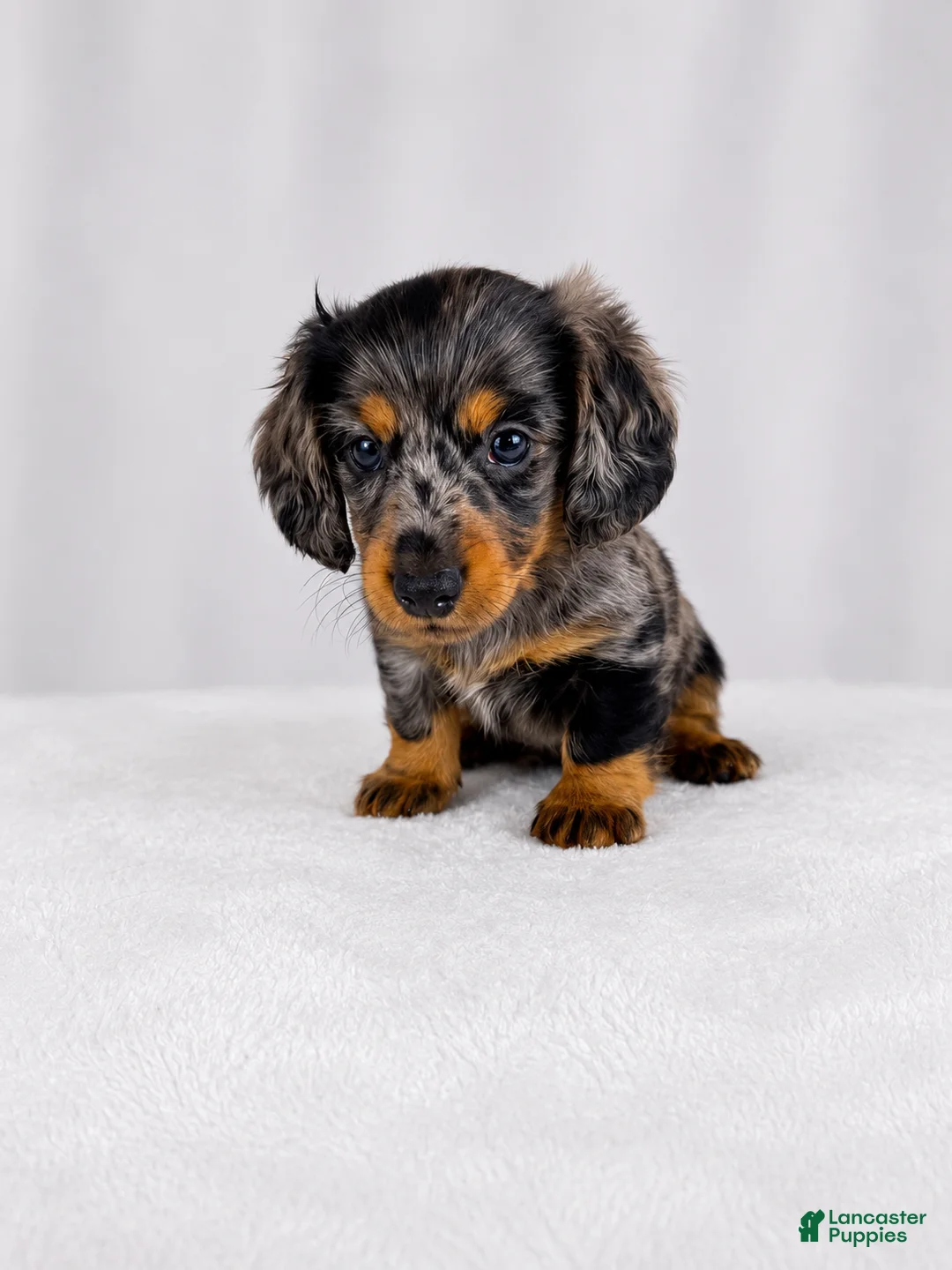 Miniature Dachshund dogs for sale: Gem - Ad 6