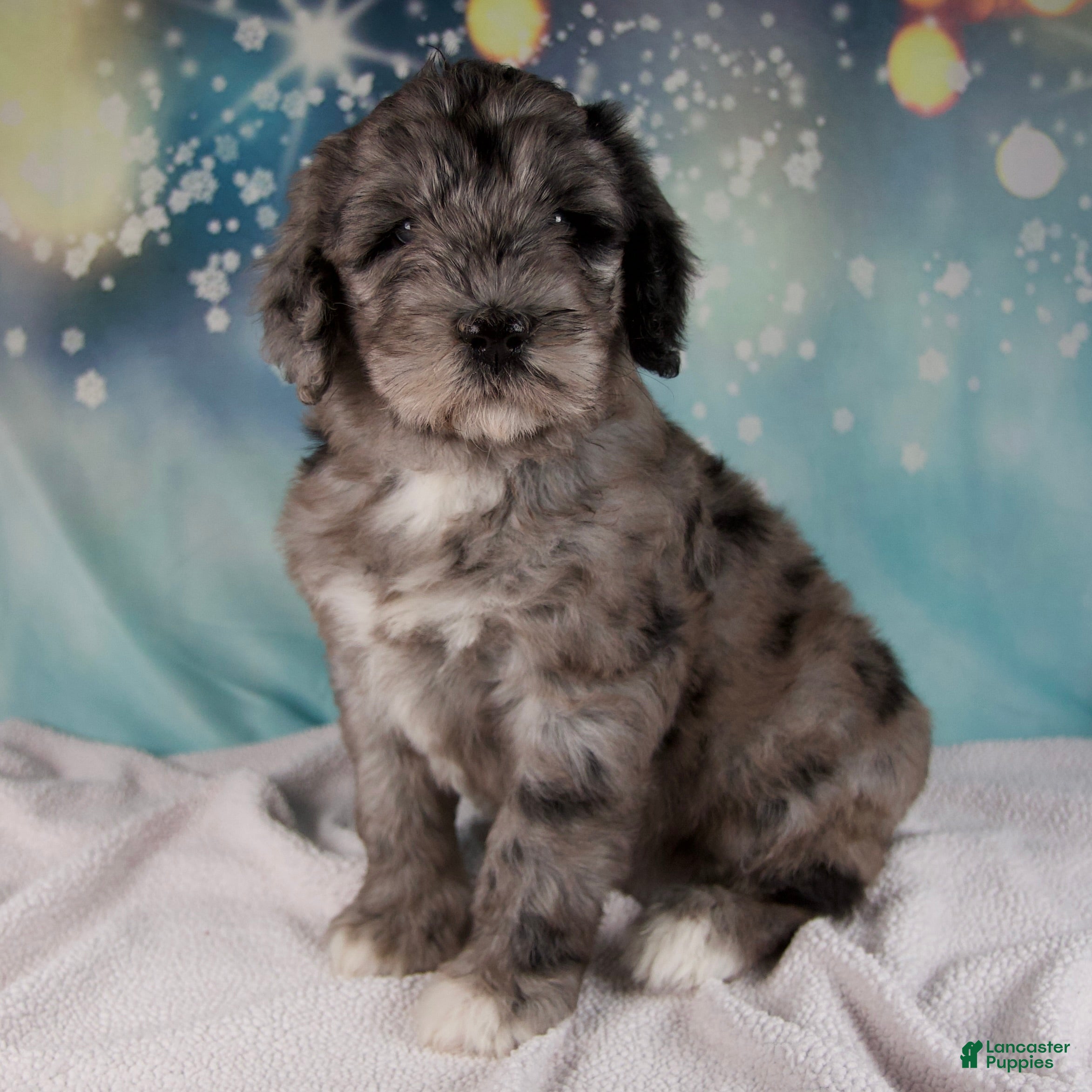 Mixed Breed dogs Bethany - Ad 1