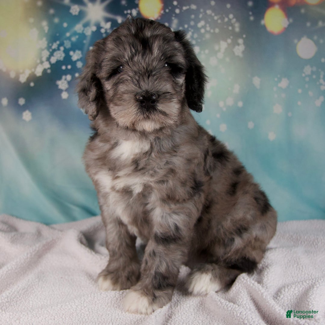 Mixed Breed dogs for sale: Bethany - Ad 1