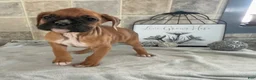 Boxer dogs for sale: Luke - Ad 5