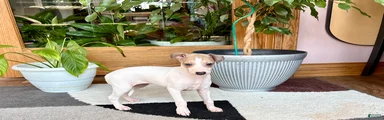 Italian Greyhound female 3 white and fawn 