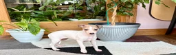 Italian Greyhound dogs for sale: Italian Greyhound female 3 white and fawn  - Ad 3