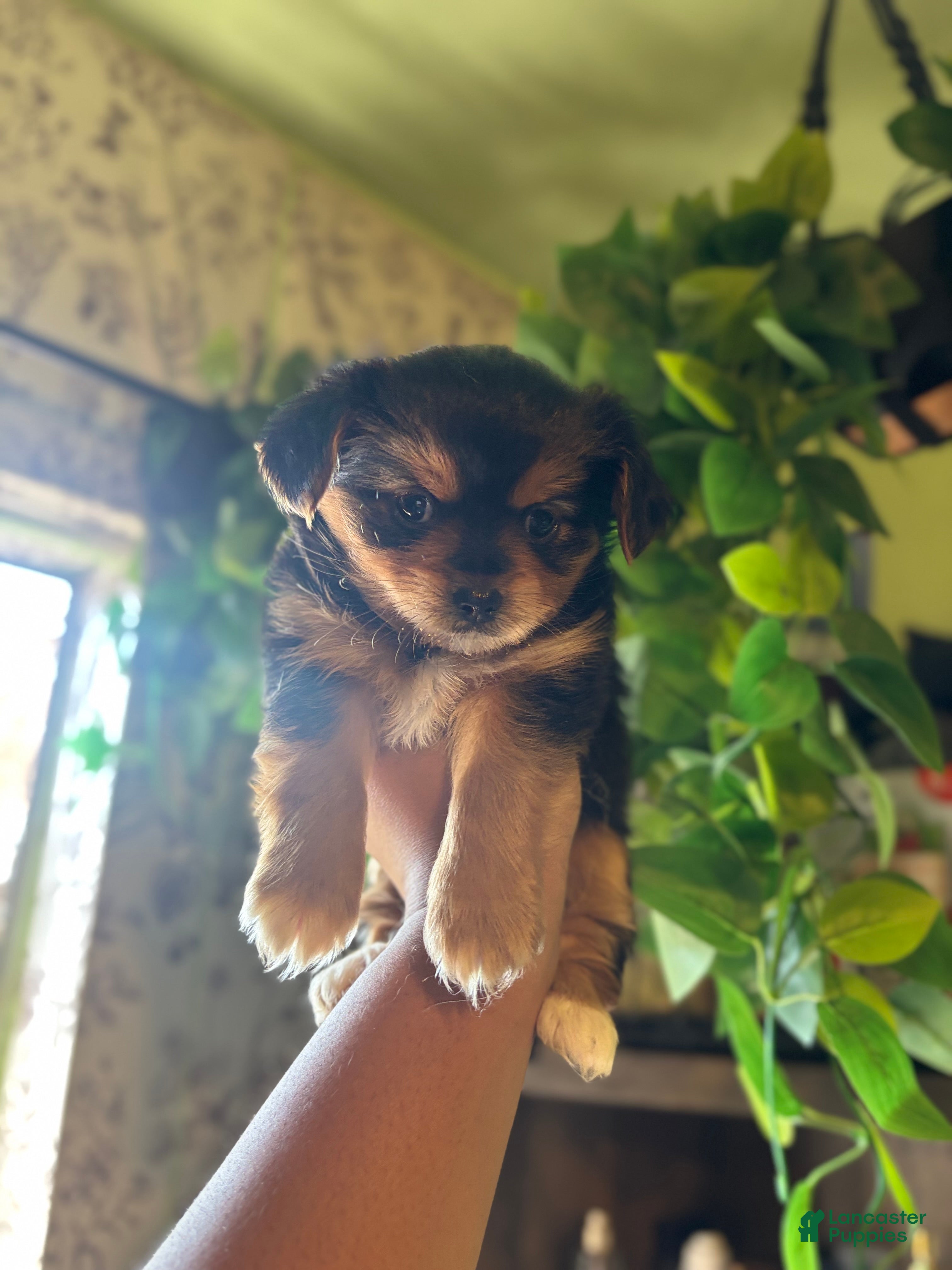 Mixed Breed dogs Ray  - Ad 2