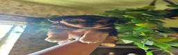 Mixed Breed dogs for sale: Ray  - Ad 2