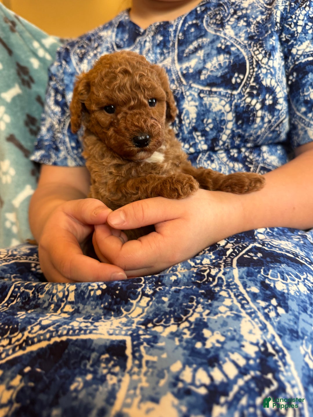 Mini Goldendoodle dogs for sale: Bailey - Ad 2