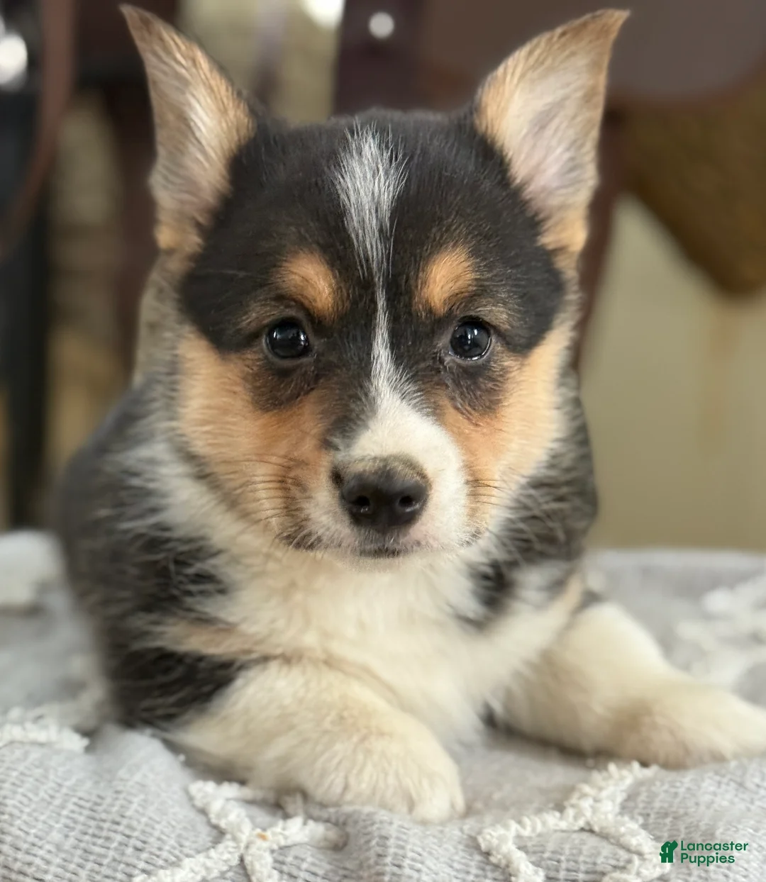 Welsh Corgi Pembroke dogs for sale: Finley - Ad 5