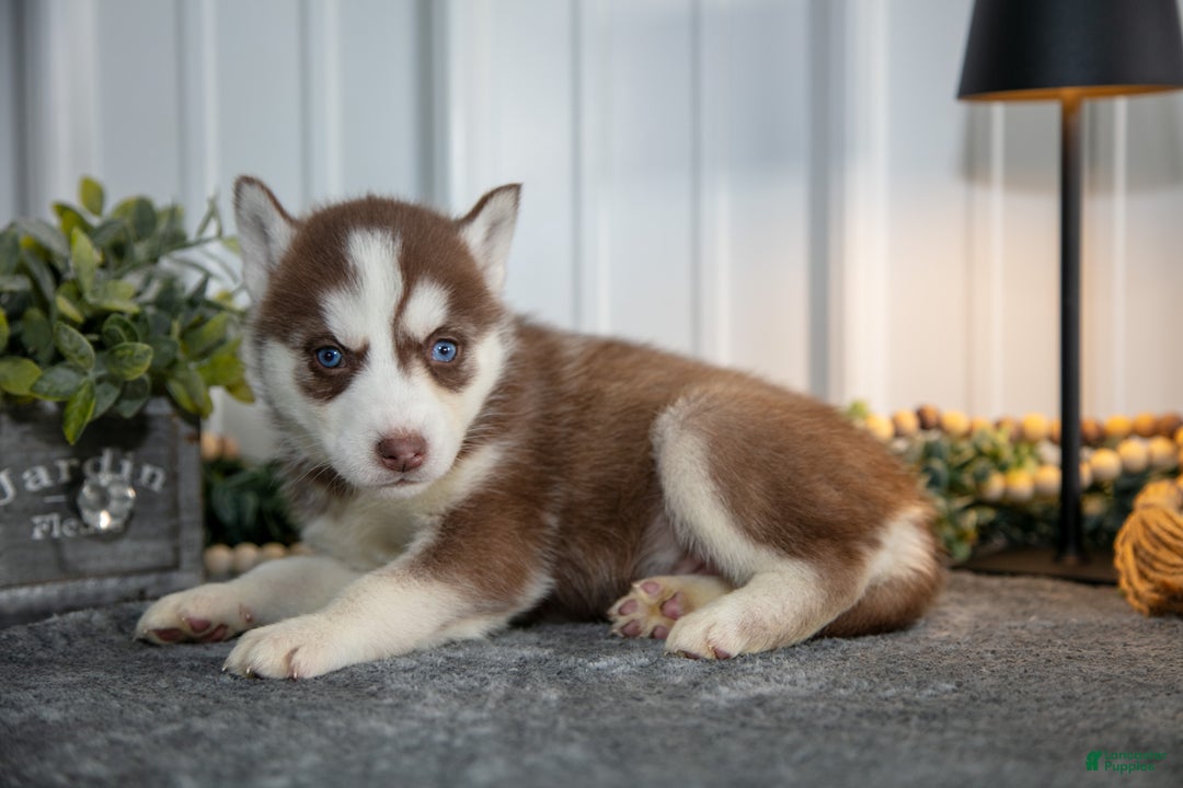 Siberian Husky dogs for sale: Tina - Ad 3