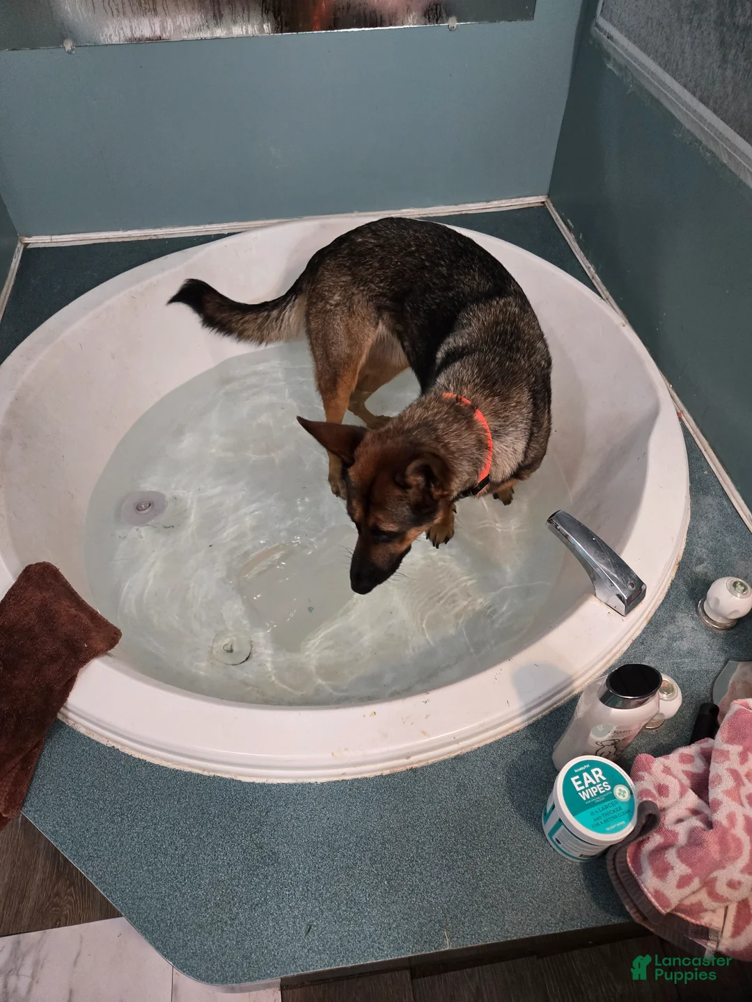 German Shepherd dogs for sale: German Shepherd Puppy 3 - Ad 3