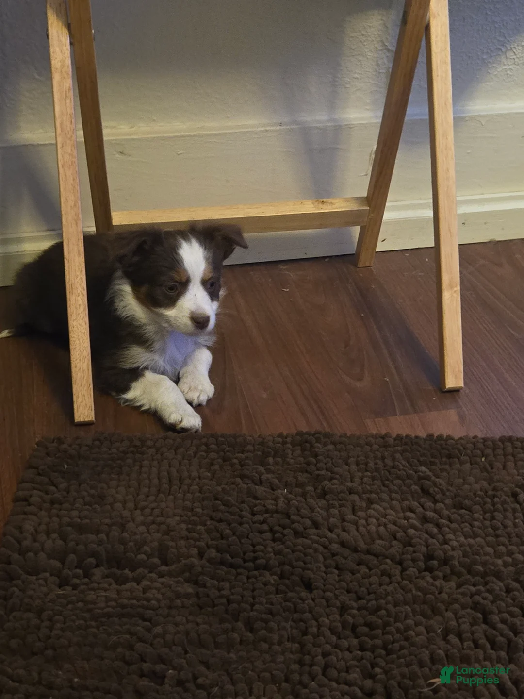 Australian Shepherd dogs for sale: Midget - Ad 2