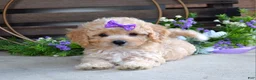 Maltipoo dogs for sale: Hazel - Ad 5