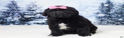Newfoundland dogs for sale: Noel - Ad 1