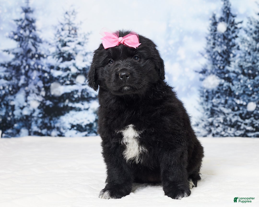 Newfoundland dogs for sale: Noel - Ad 1