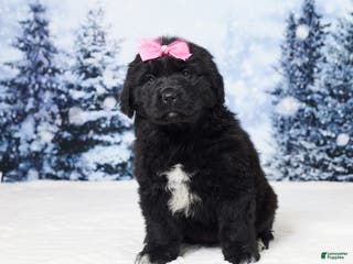 Newfoundland dogs Noel - Ad 39
