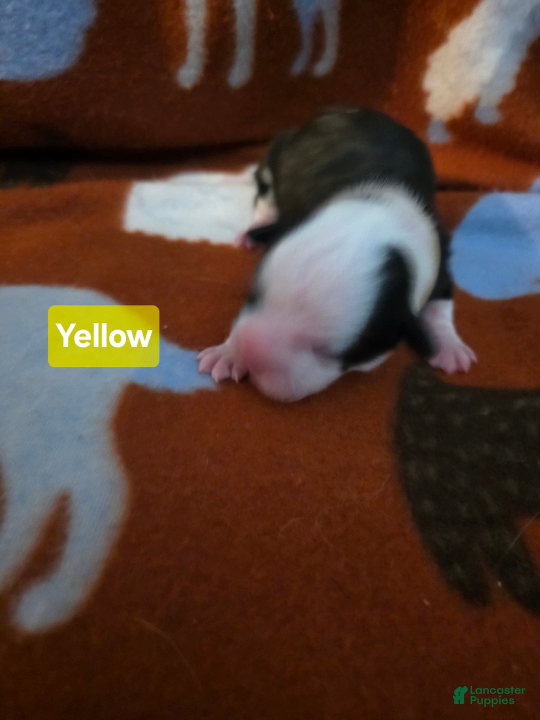 Mixed Breed dogs for sale: Yellow - Ad 7