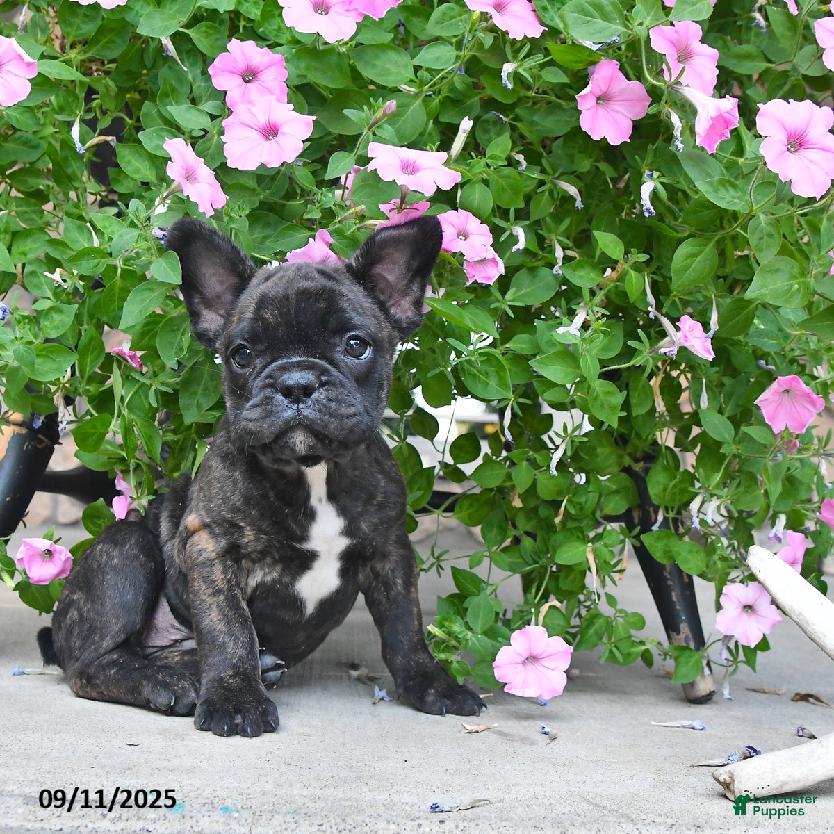 French Bulldog dogs Finn - Ad 2