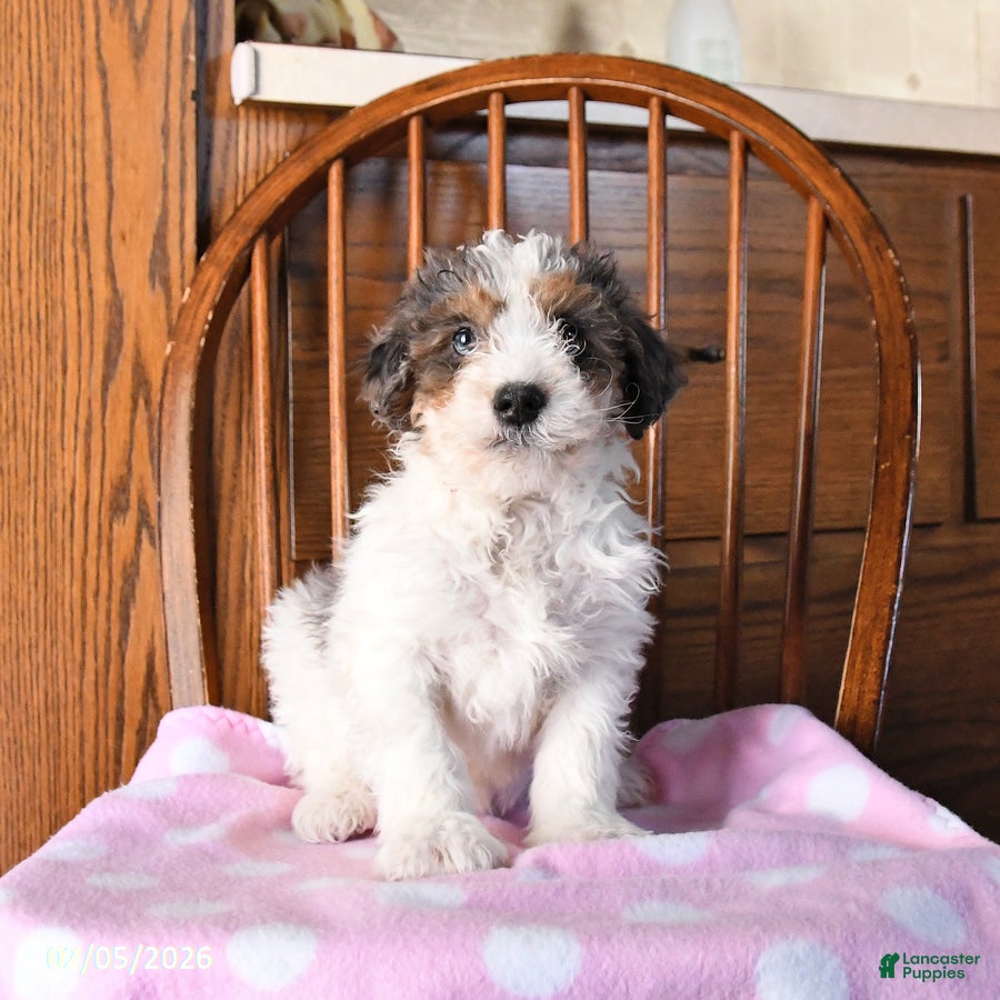 Mini Bernedoodle dogs Vincent - Ad 1