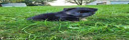 German Shepherd dogs for sale: Stella - Ad 4