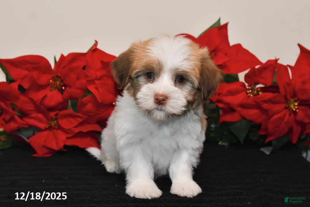 Havanese dogs for sale: Betty   - Ad 5